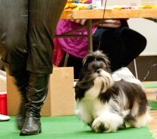 shih Tzu Danmark